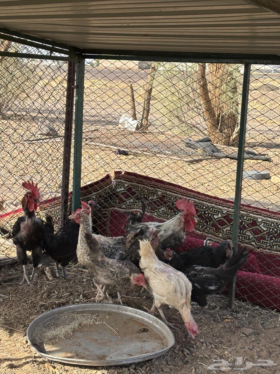 للبيع دجاج بياض64370352096386110