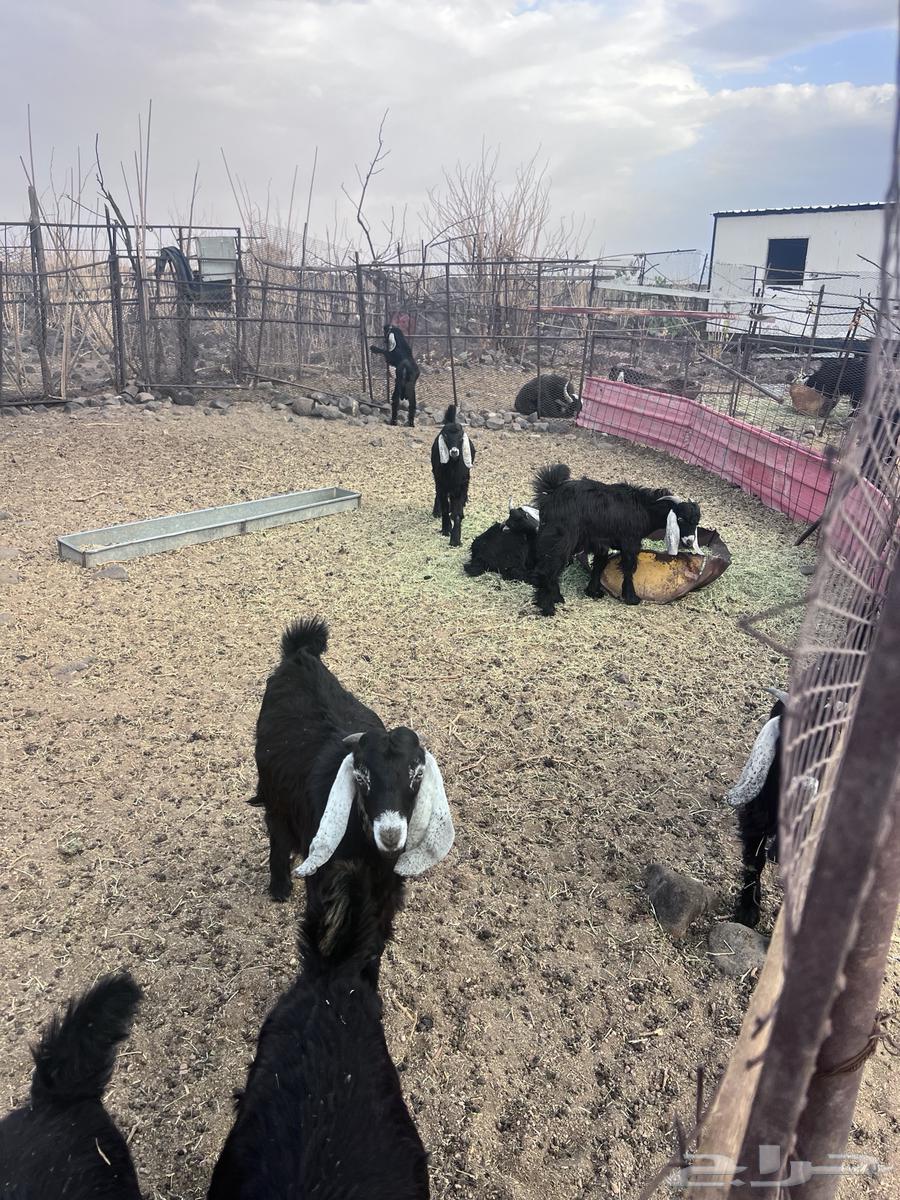 تيوس للبيع64371365067009114