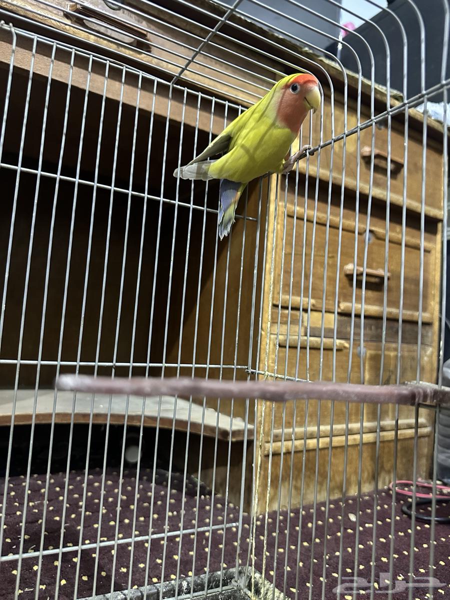 للبيع روز64369257821570111