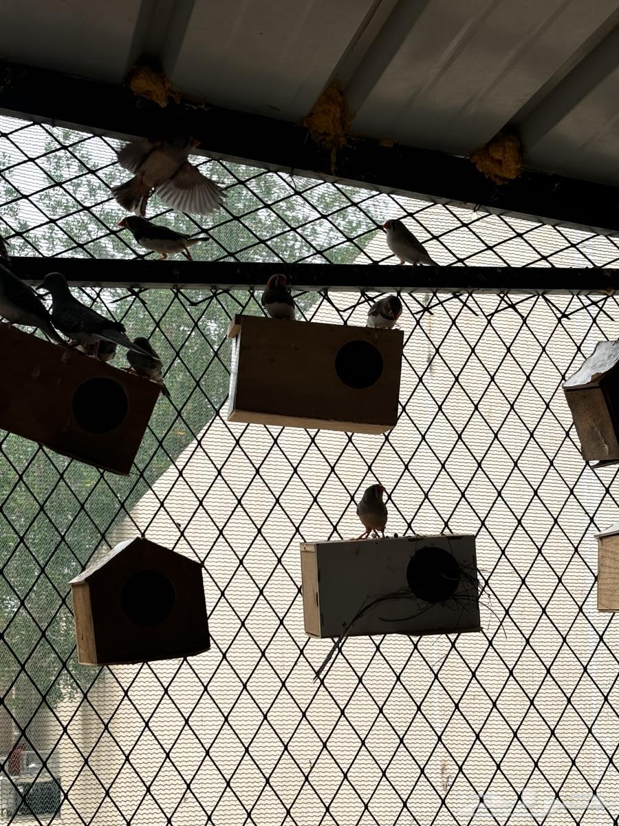 طيور زيبرا64369718734851111