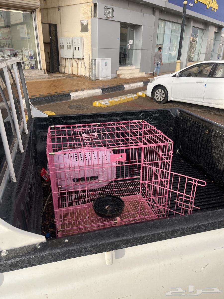 للبيع شبك قطط64371643411330110