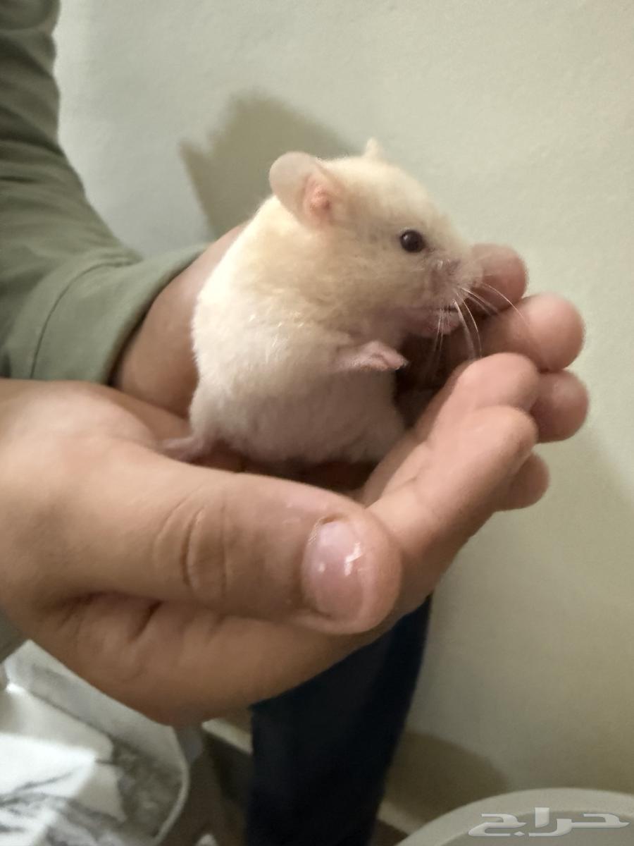 Syrian hamster for 15 SAR each64367055610113112
