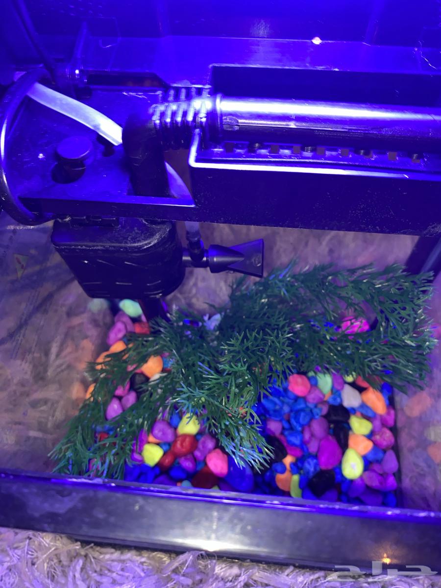 حوض سمك64366967457923110