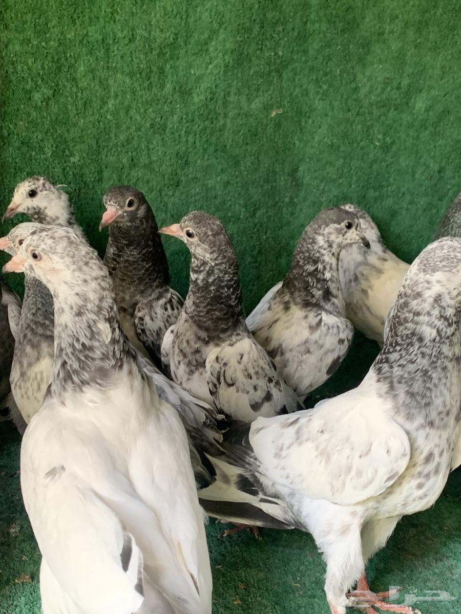 طبات حمام باكستاني طيار ( تم البيع )64374758838913111