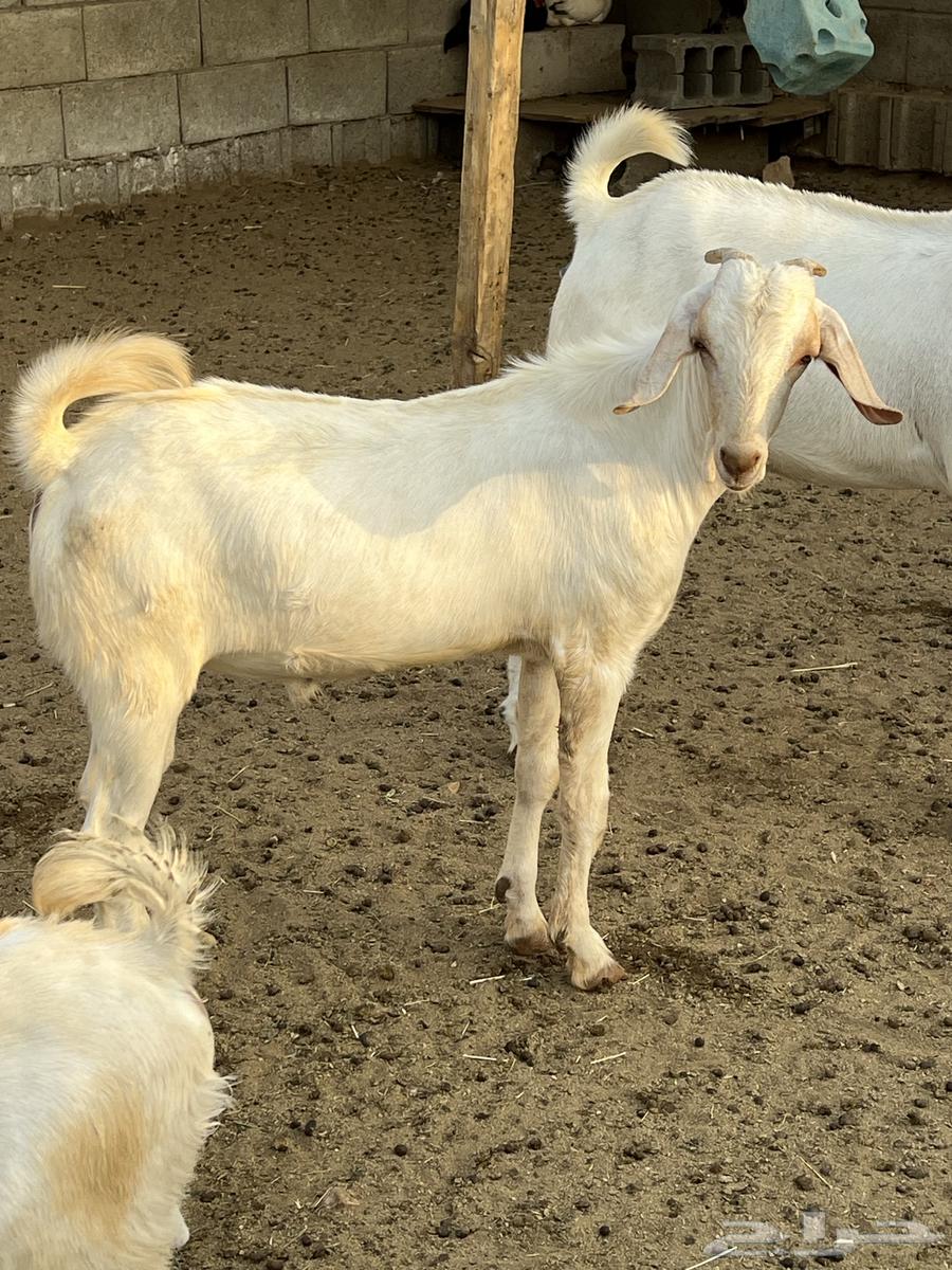 تيس بيشي للبيع64373698659970111