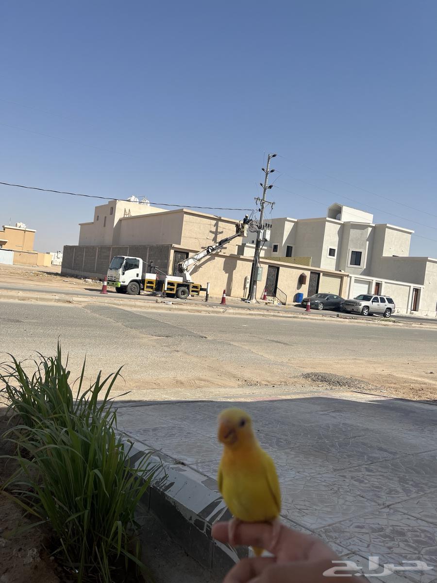 Bird of the day threats external and internal in the division there is no delivery sum 28064363427974017112