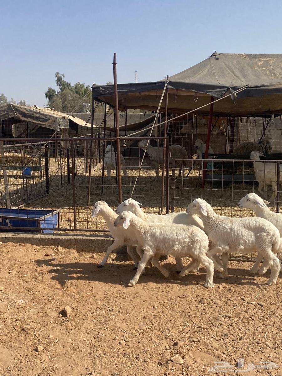 للبيع رخال حري64365938479747111