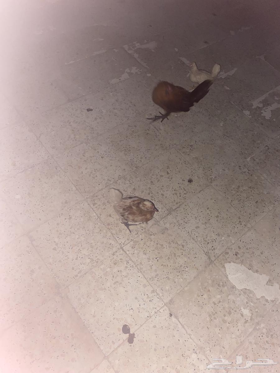 كتاكيت للبيع64372609119873113