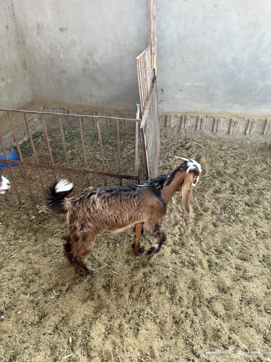 تيس للبيع64374905673473110