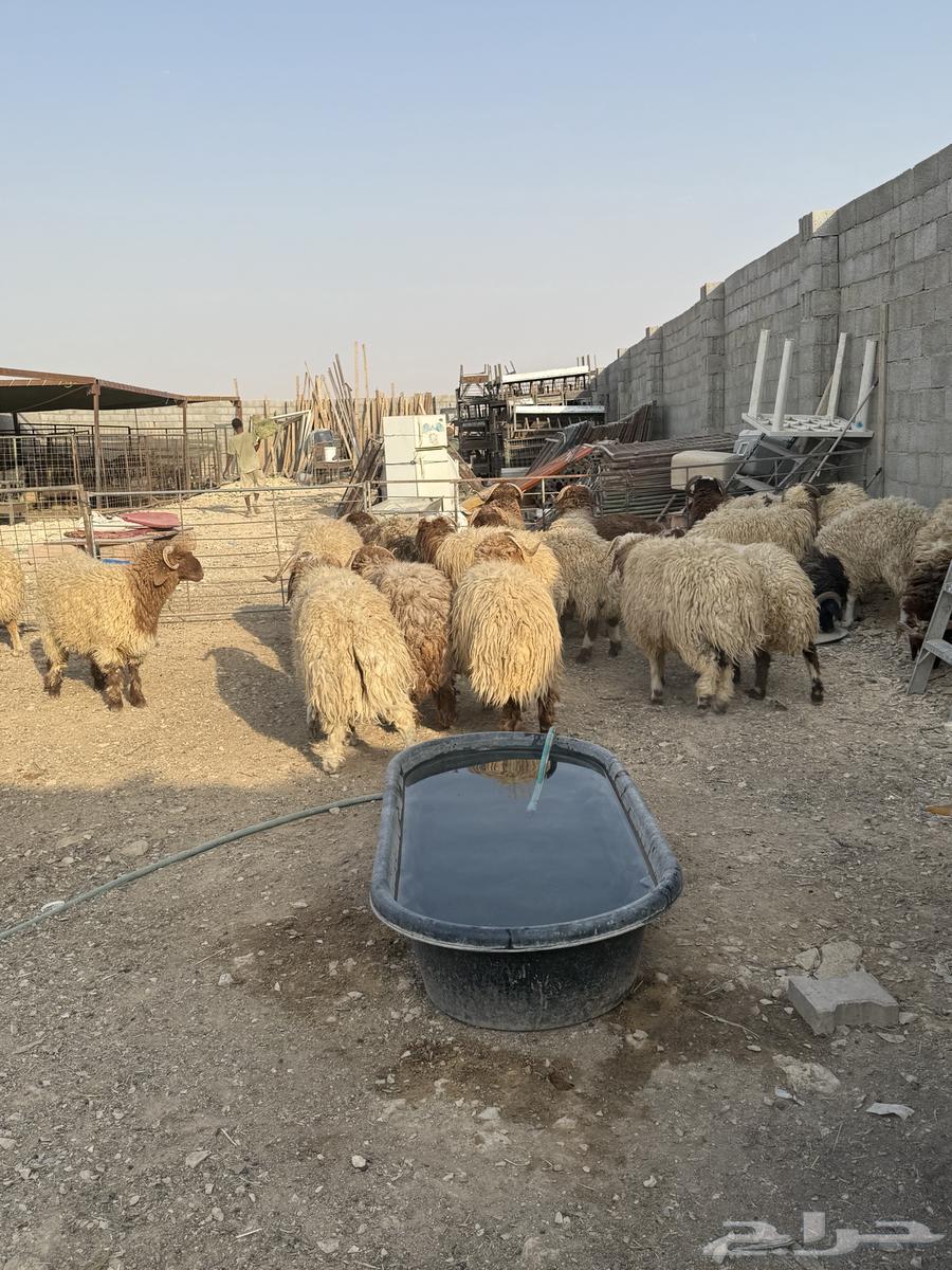 طليان نعيم جبر ناهي كناور64374304632066112