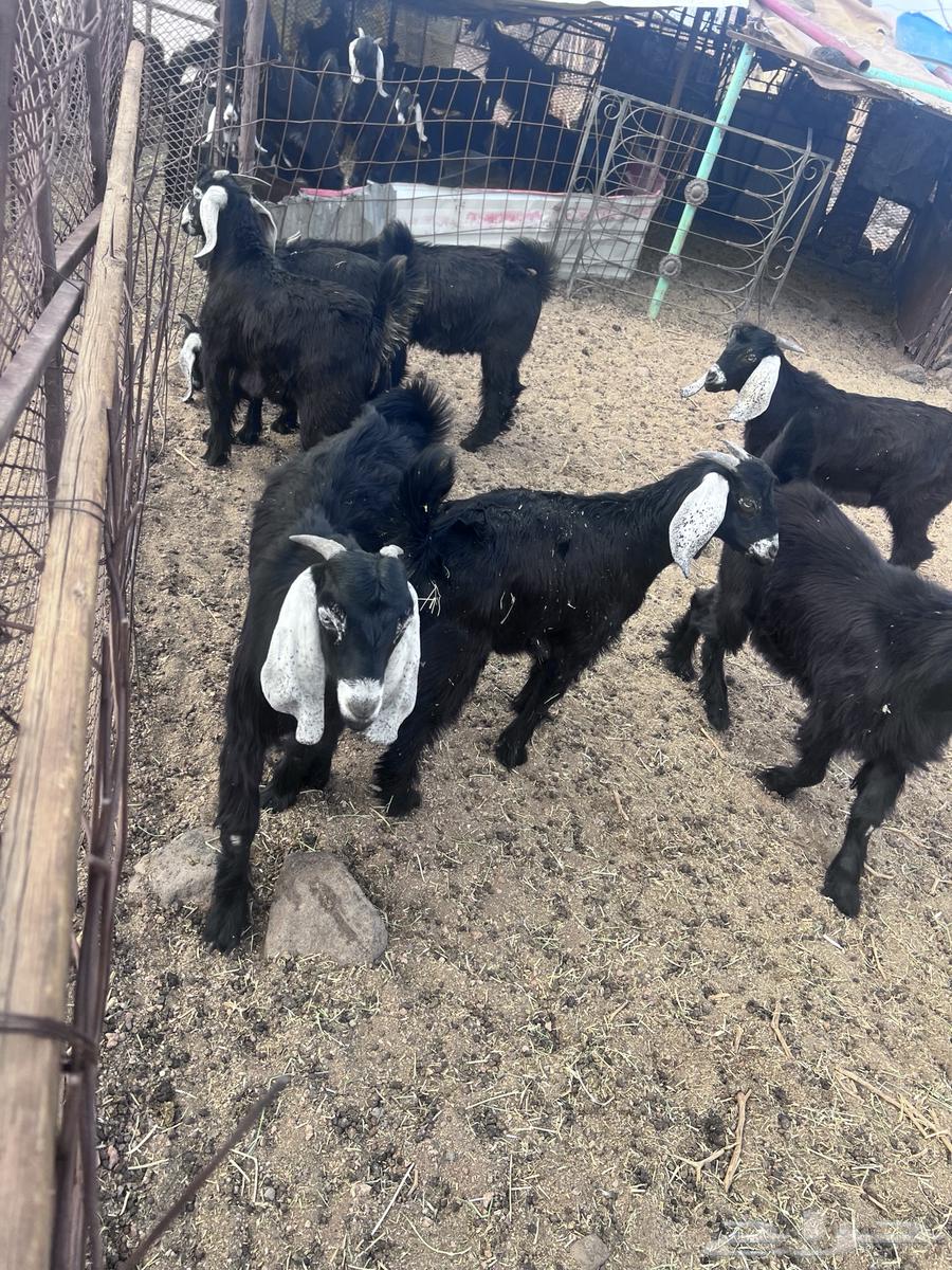 تيوس للبيع64371365067009112