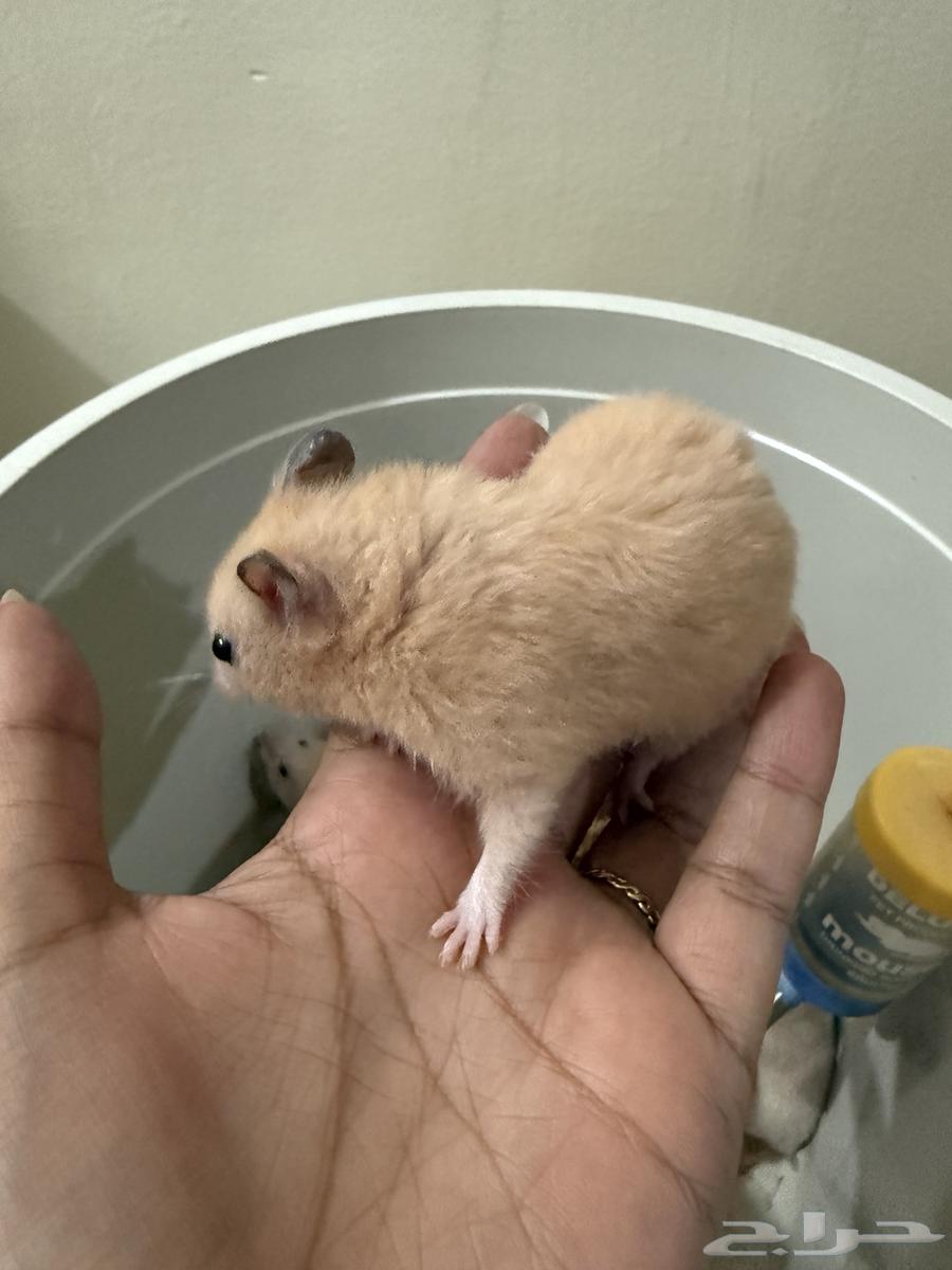 Syrian hamster for 15 SAR each64367055610113111