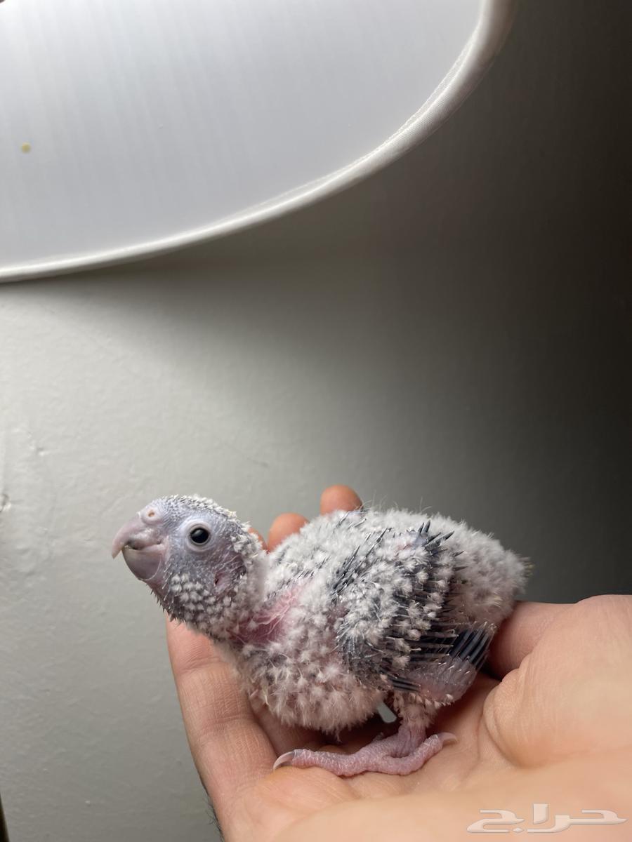 فرخ كنيور غر يلو سايد64375082196481110