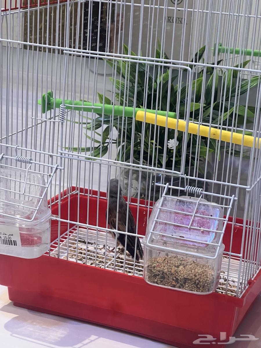 للبيع حسون يمني بداية تغريد64373876452609110