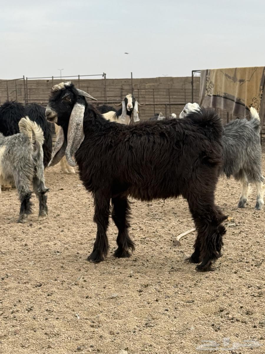 Goat64371452496514110