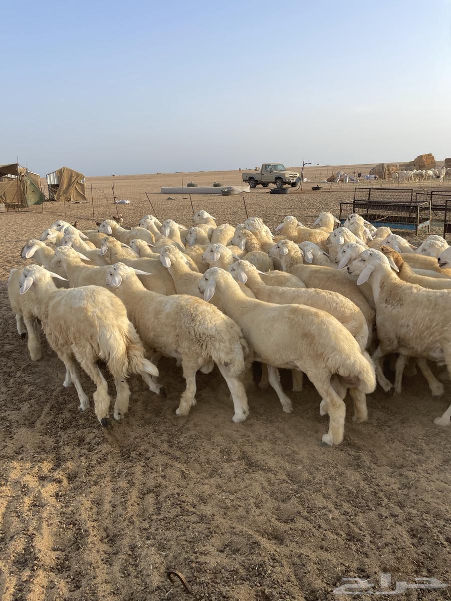 طليان للبيع بالجملة64375648330625114