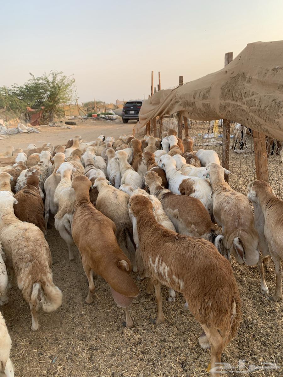 70 طليان رفيدي64367158287875112