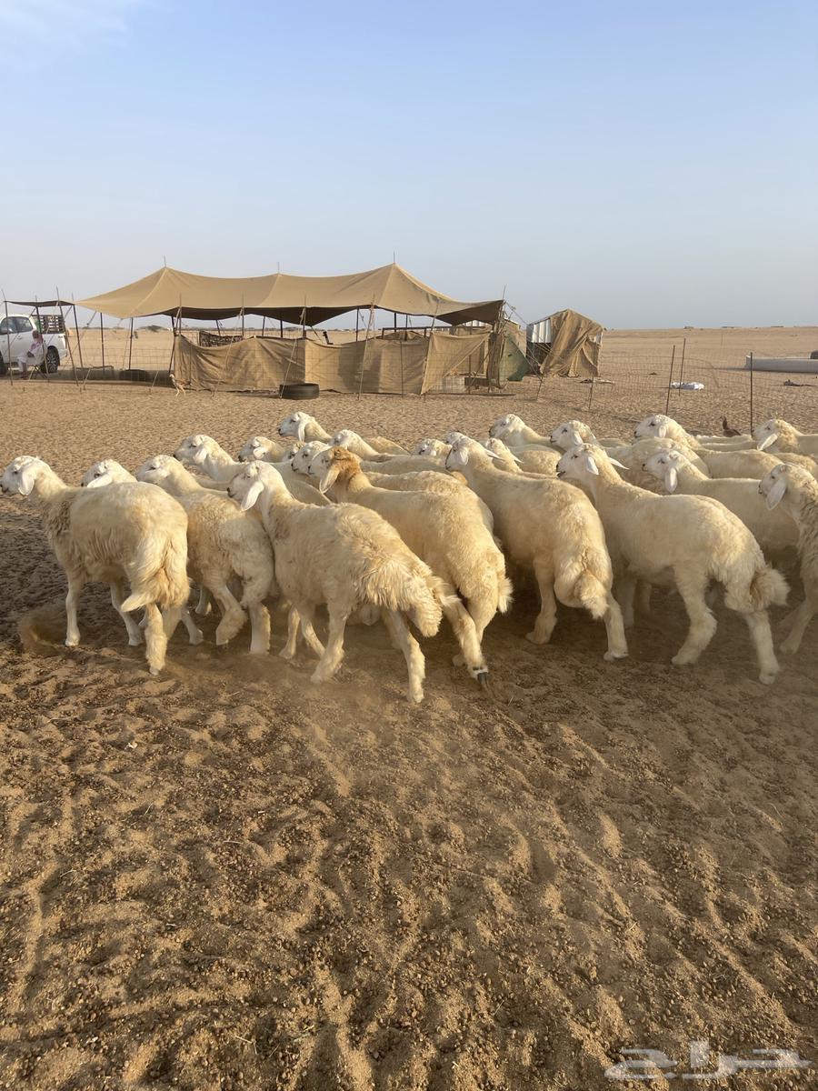 طليان للبيع بالجملة64375648330625111