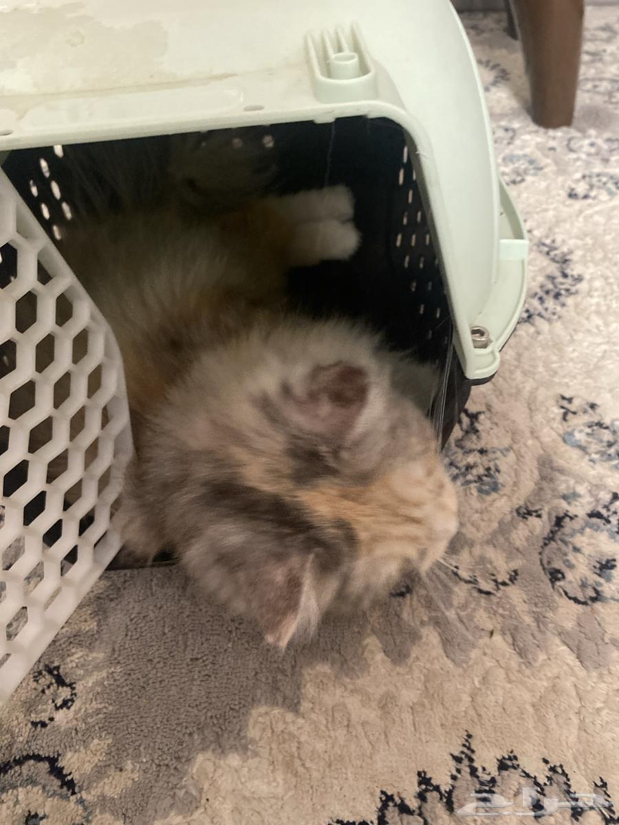 قطه للبيع64367245696257113