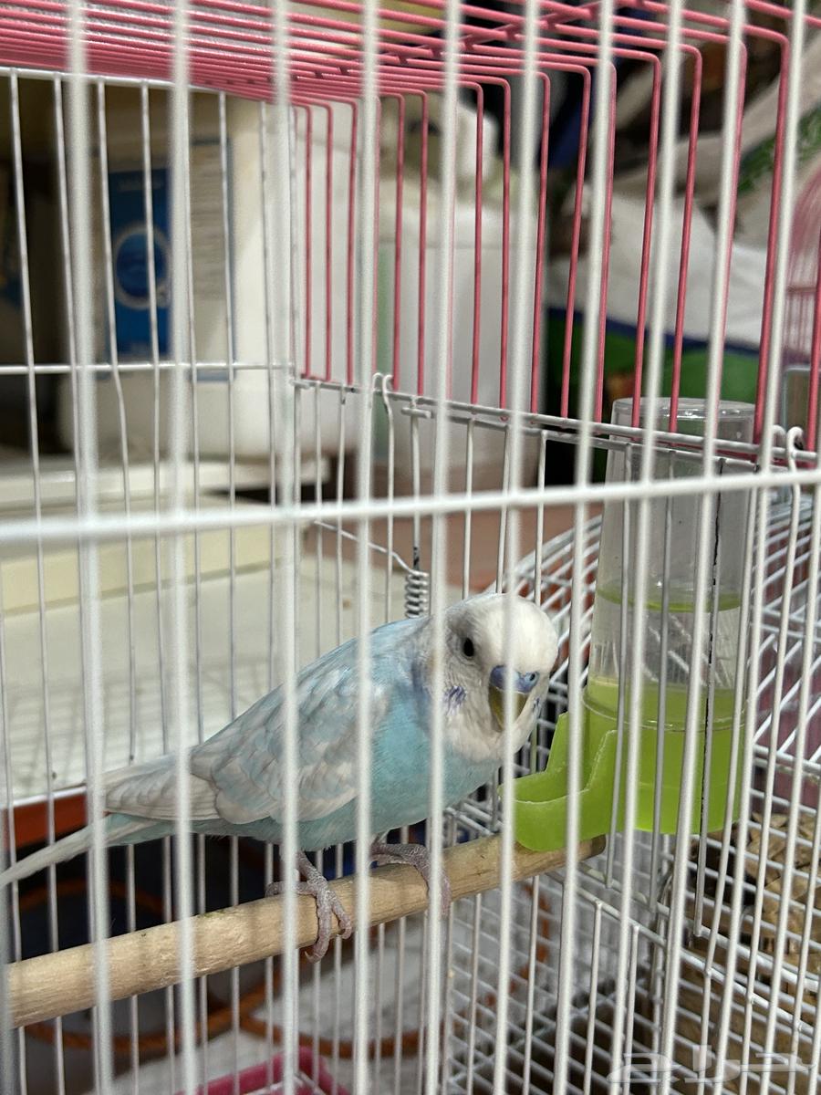 طير لا  روز للبيع64374230118275111