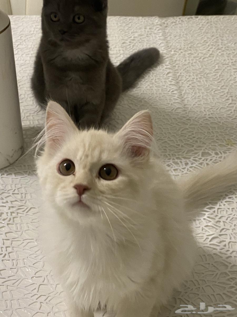 Cats64364743378049114