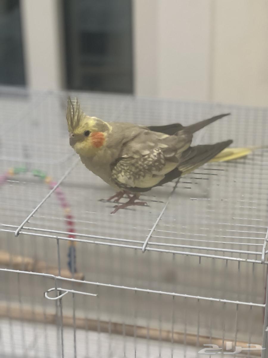 عصافير للبيع الليفه ( روز   كروان   كنيور)64364203444225110