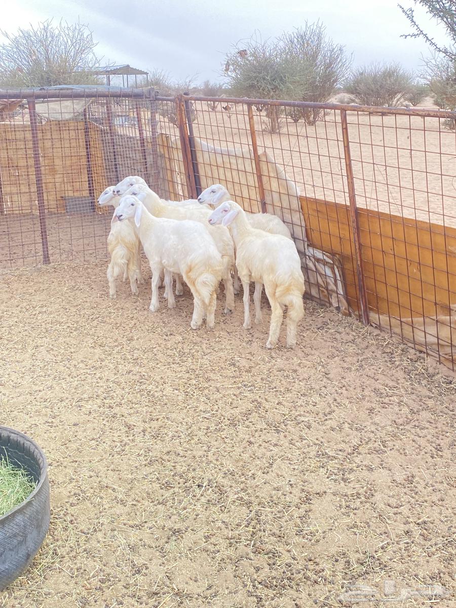 Hello, I present to you Rahal Teyba issue number 664372668024322112