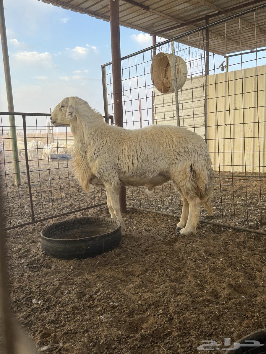 فحل حري صنف حرش64366893971074114