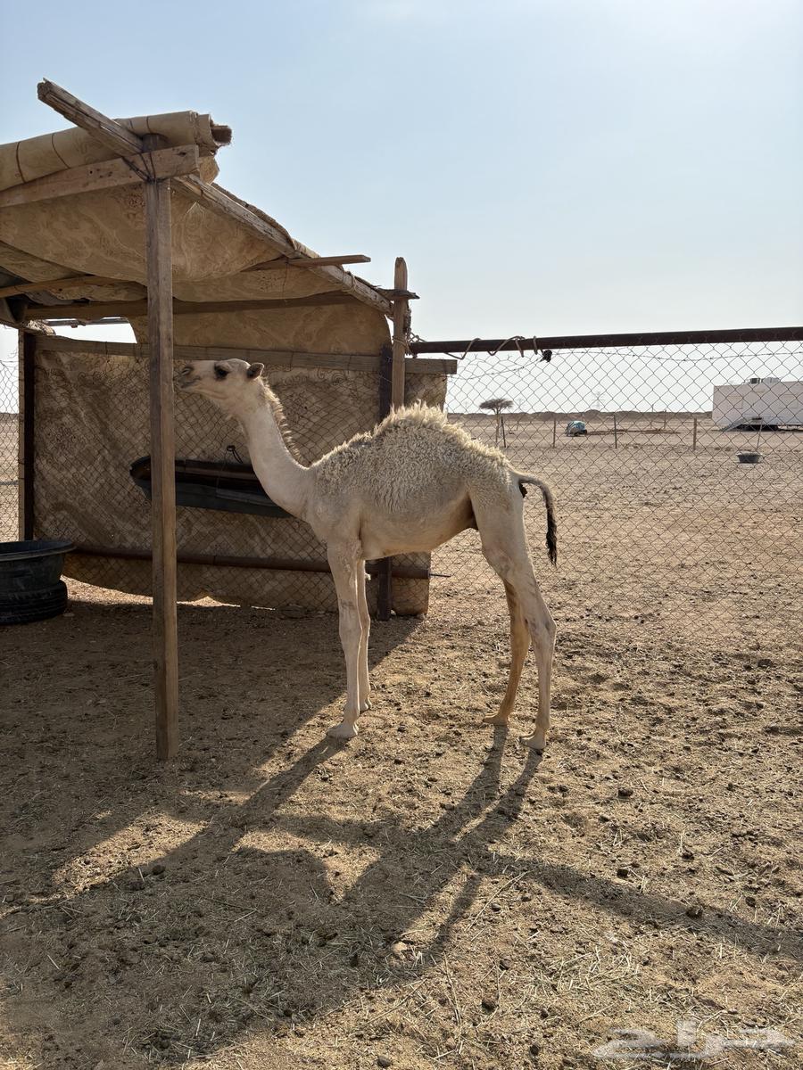 Qa'dan Qasab64369966834562112