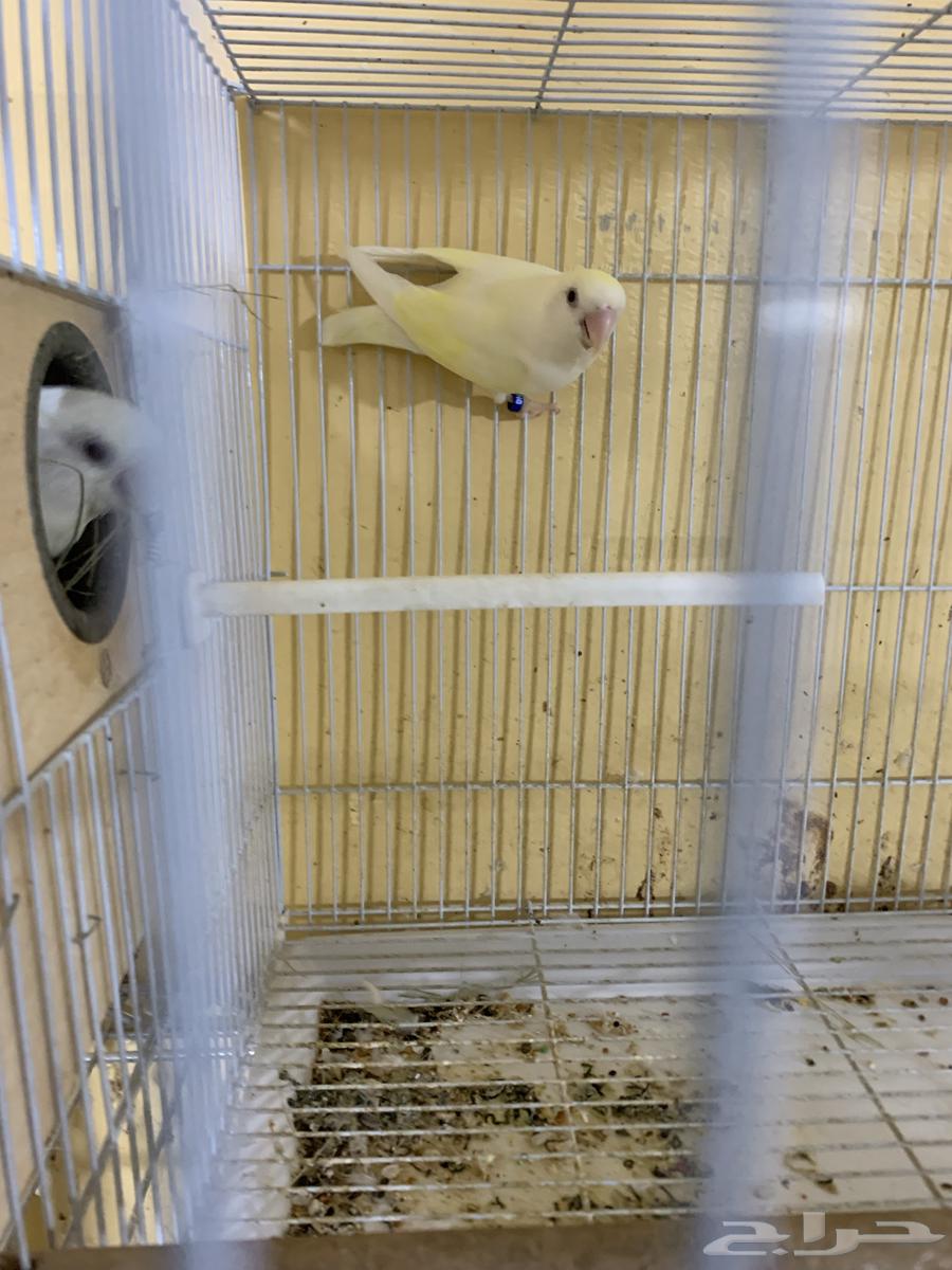 زوج روز مع فروخه64369111695619114