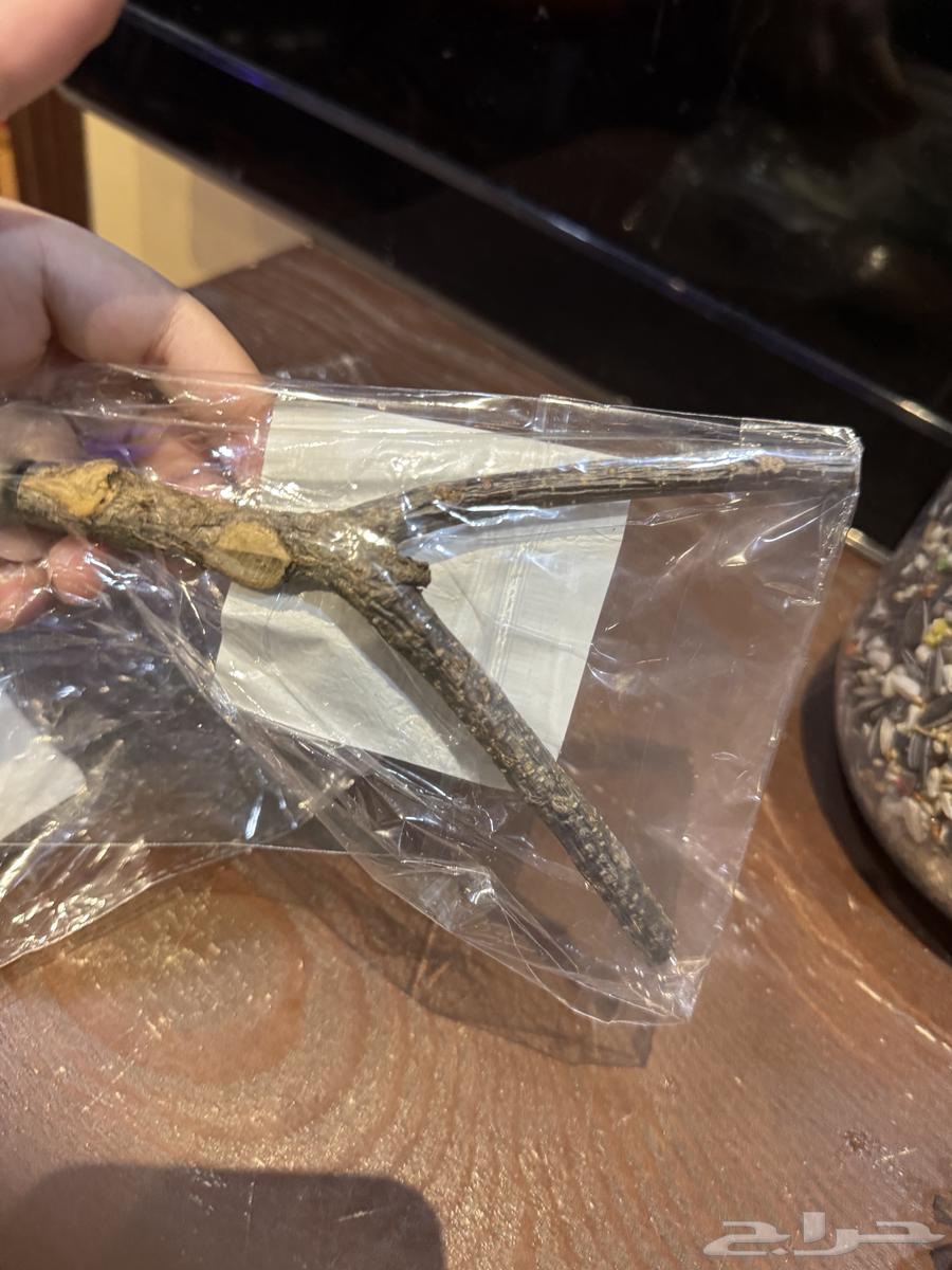 ألعاب طيور64369586249603112