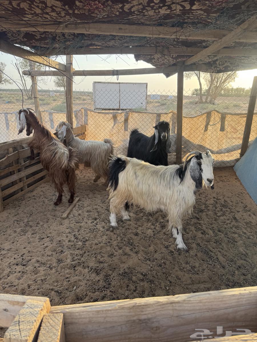 للبيع معزا64367551961603110