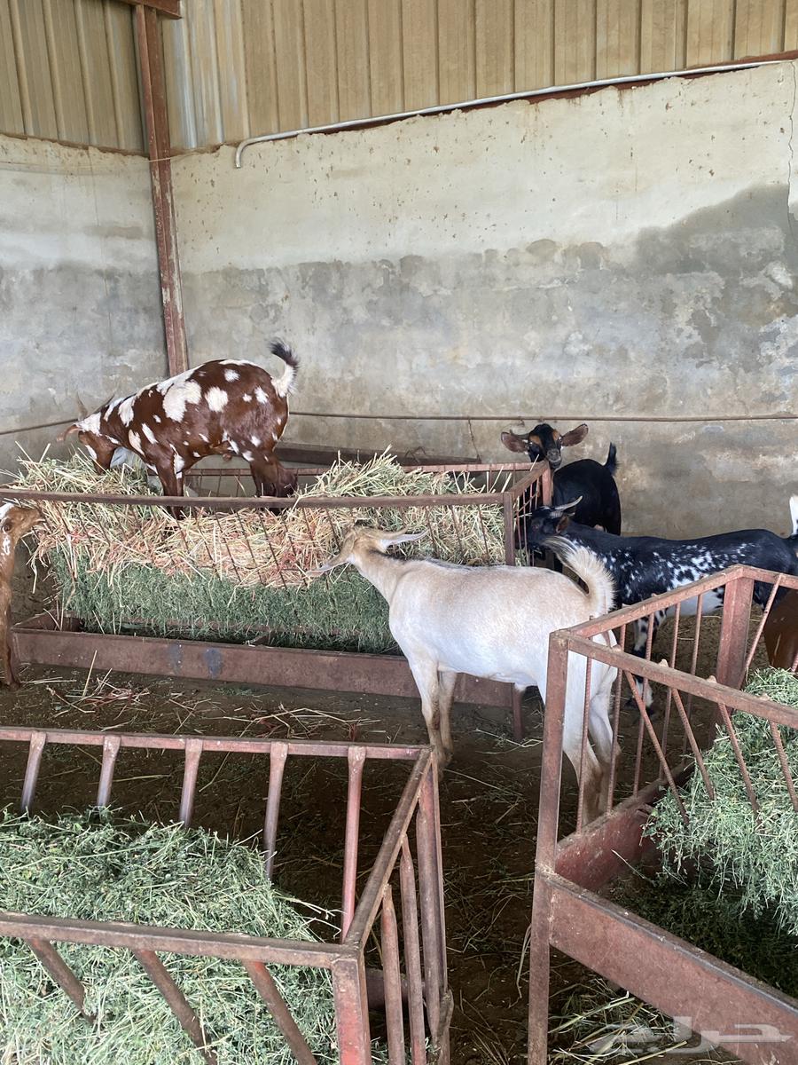 تيوس للبيع نظيف وعلى الشرط فيه جذعان وفيه صغار64365938398593111