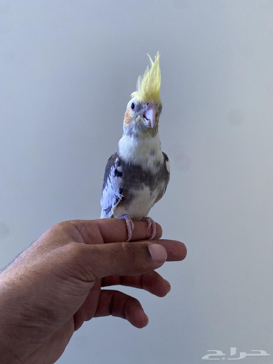 ببغاء كروان اليفه64372288214915110