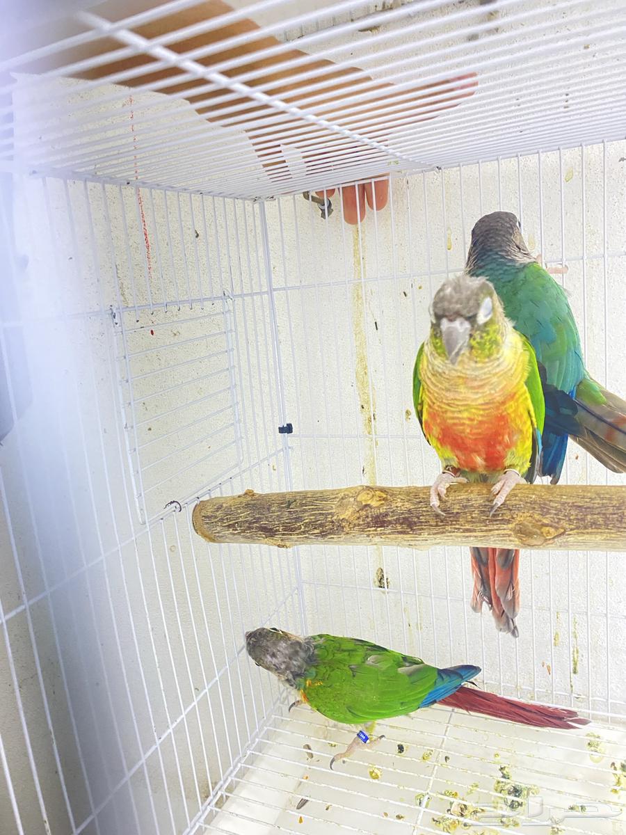 للبيع ذكرين كنيور يلو سايد محلله بشهايد. جاهزه لي النتاج64371248869634114