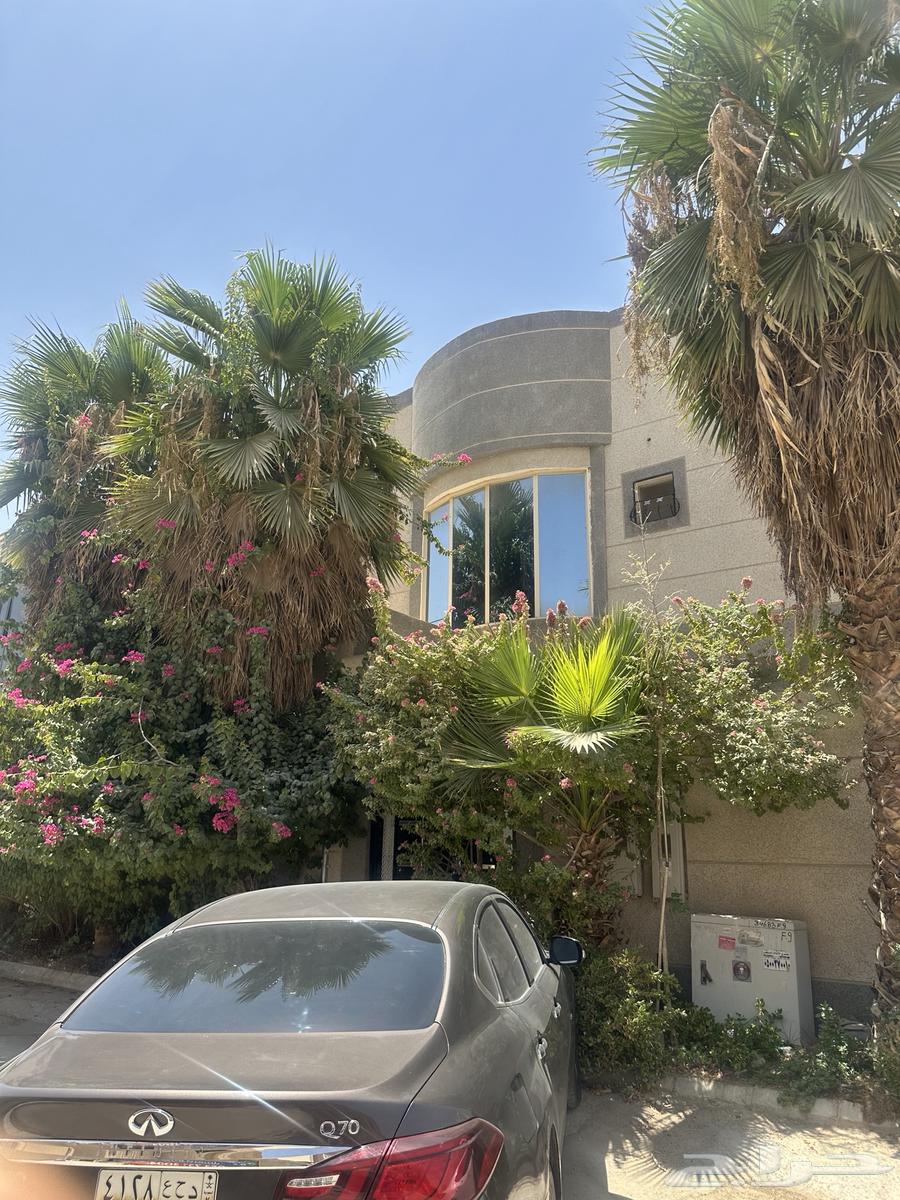 نخل شجر واشنطني64375678605442113