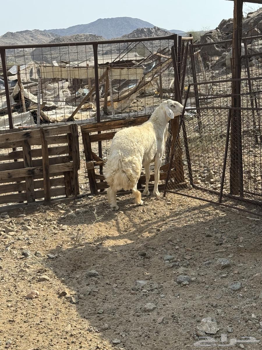 Conditional Sale of a Specific Type of Horse64365909471617110