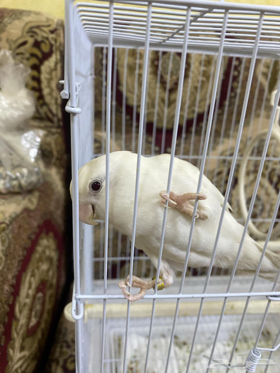 طير روز ابيض64368397555202110