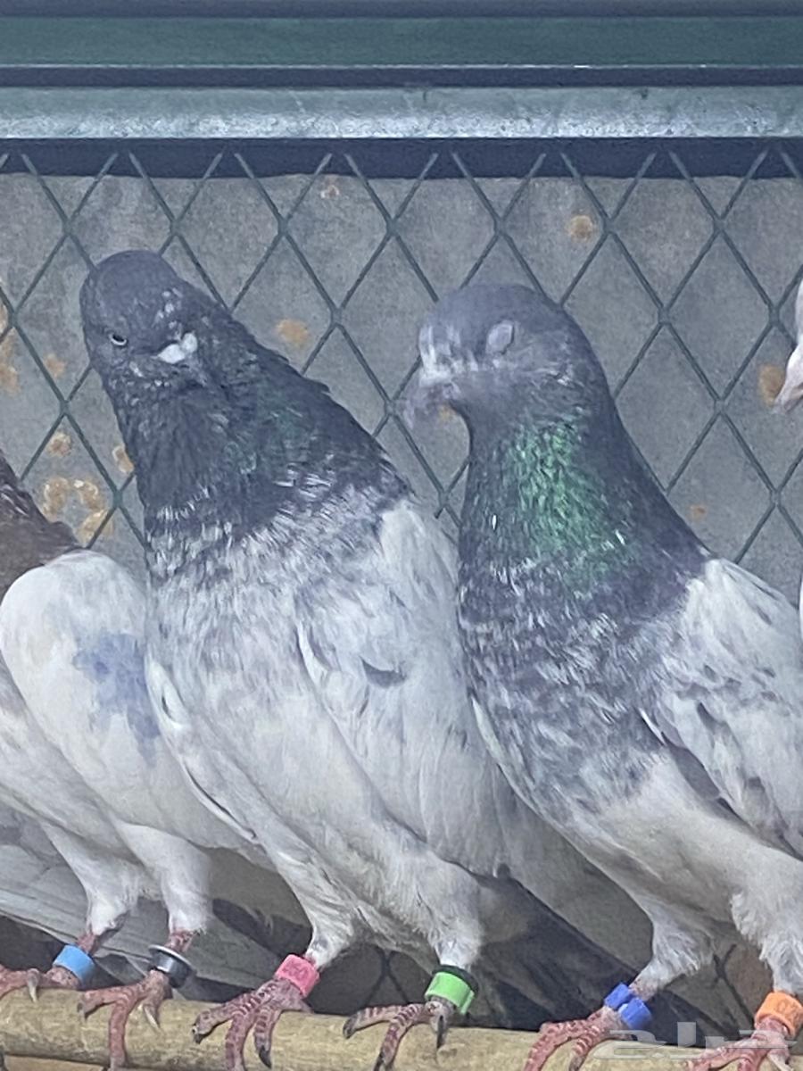 جوز حمام باكستاني64365025726721110