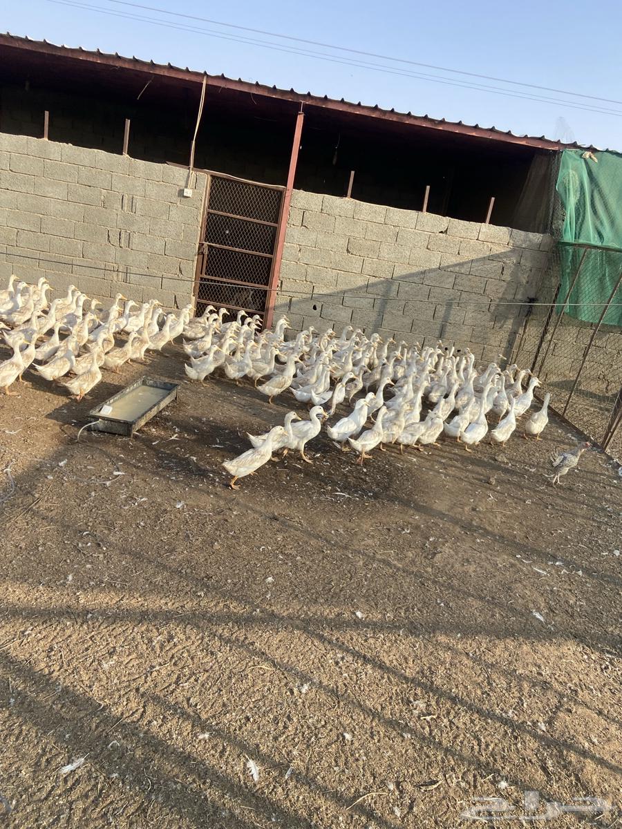 بط بكيني للبيع64370885499649110