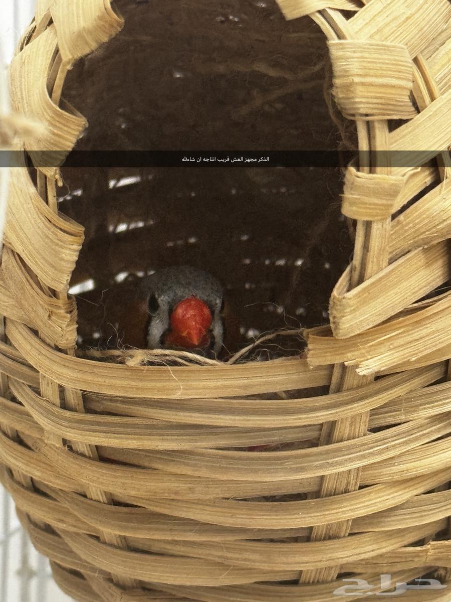 طيور زيبرا (فنجس) جاهزين64369290560002110