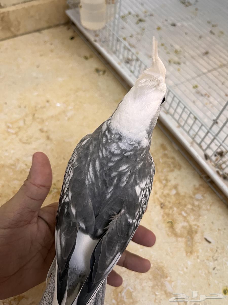 انثي وذكر هولندي و صحتهم ممتازة وريشهم كامل للبيع64370467921026110