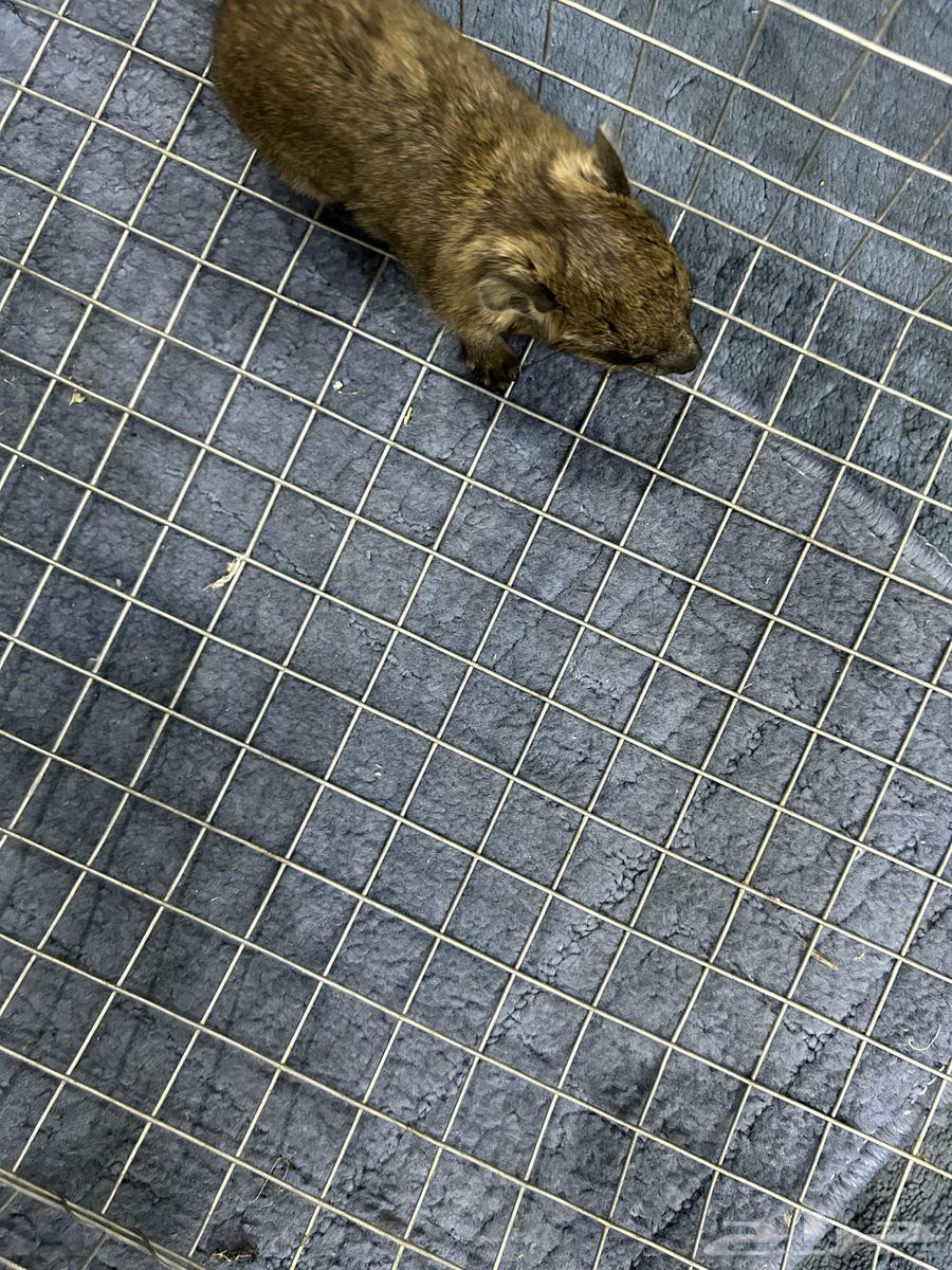 وبرين صغيرة عمرها 4 ايام اليفه64373580562562110