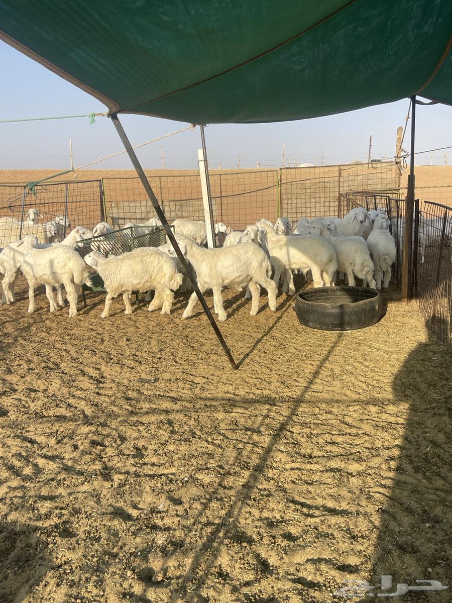 للبيع بهم حري هرافى 20الاعمار من 3شهور ونص وطالع64371964893825110