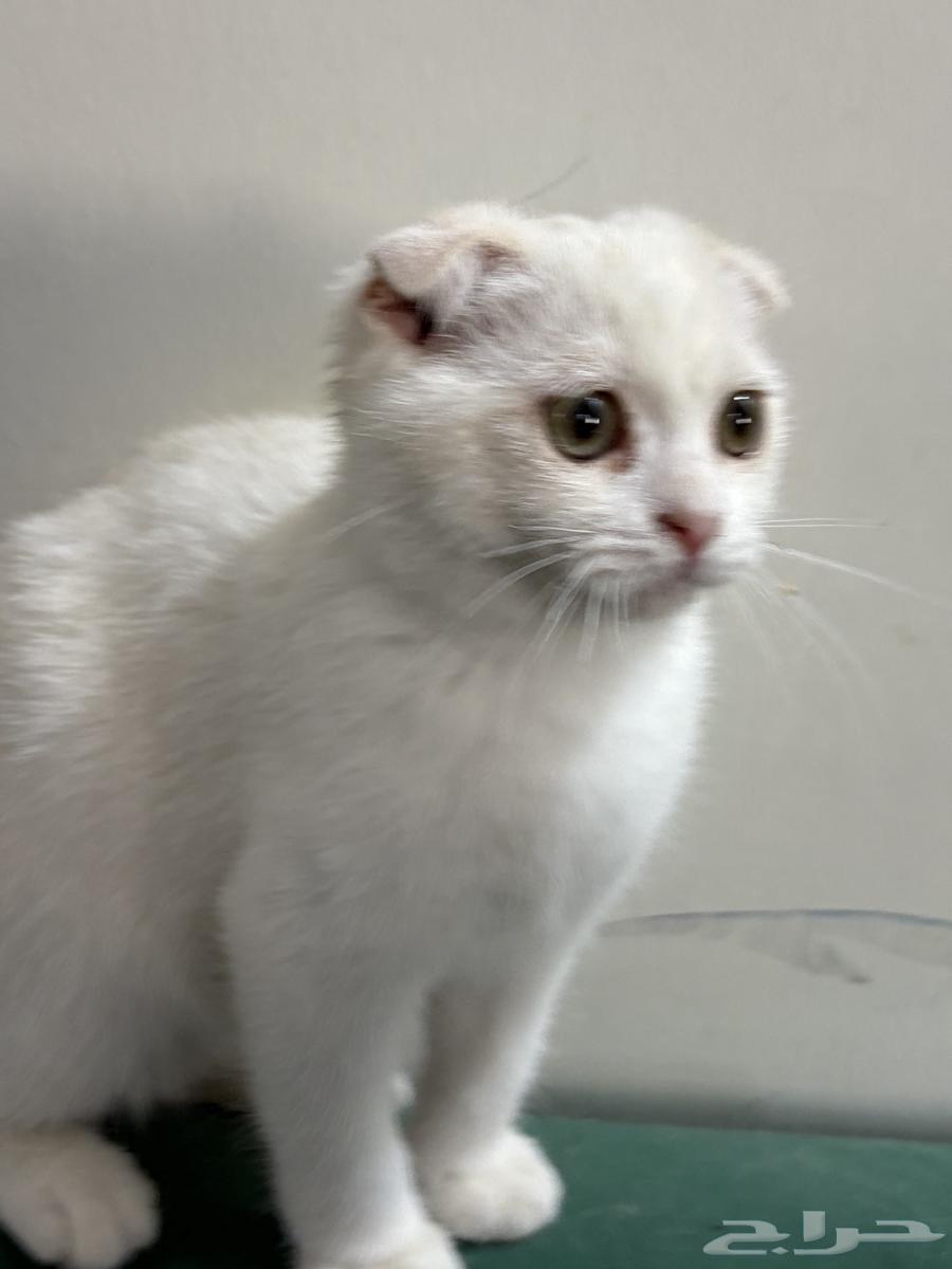 قطة سكوتش فولد انثى للبيع64366938210817111