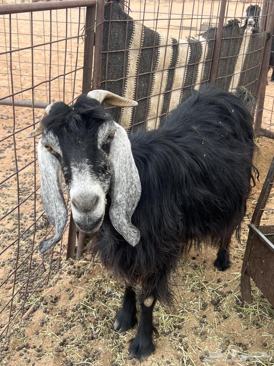 عنز للبيع معها تيسين اعمارهن شهر ونص64371001649921110