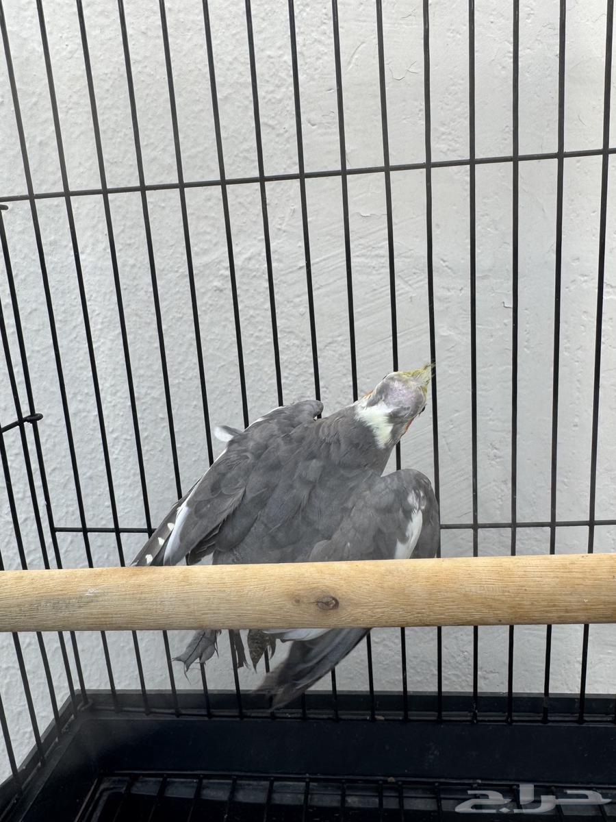 ذكر كروان ب100  فقط64366293152001111