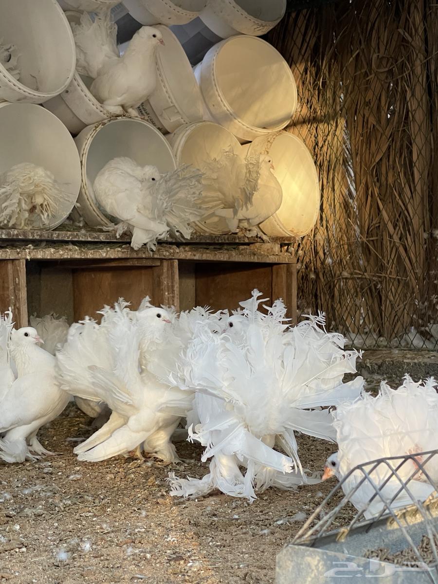 للبيع حمام رقاصي64372141332099113