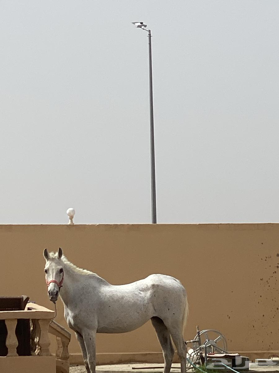 فرس شعبيه من فواخر الشعبيات ومعها مهر64363368478721114