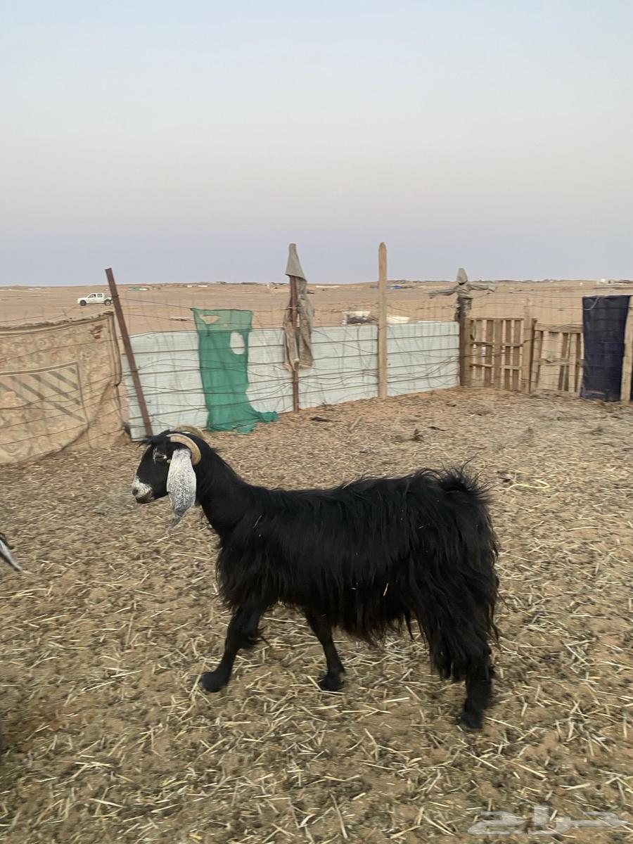 عنز للبيع64374568854275110